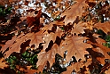 Parco Europa Autunno_043